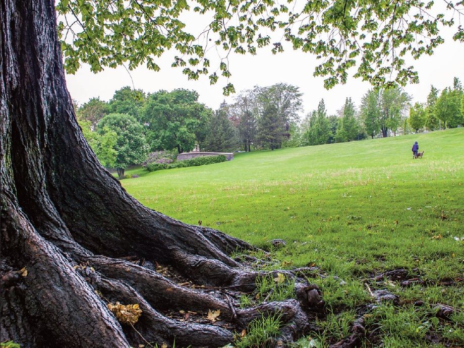 Researching Our Roots, Sept. 2023 (Vol. 24, No.1), Photo: Tree roots in Murray Park